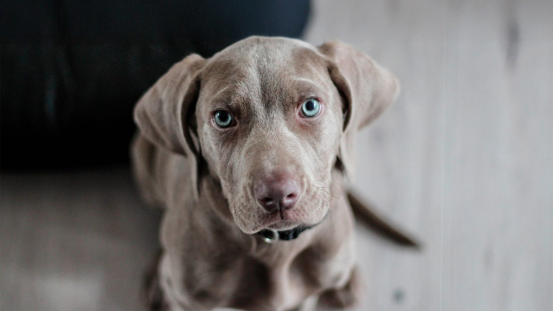 Service_Hunde_willkommen